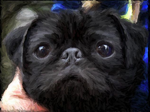 Pug Dog in Oils