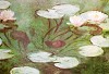 Claude Monet - Nymphaeas