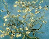 Van Gogh - Almond Blossom
