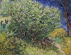 Van Gogh, Lilac Bush